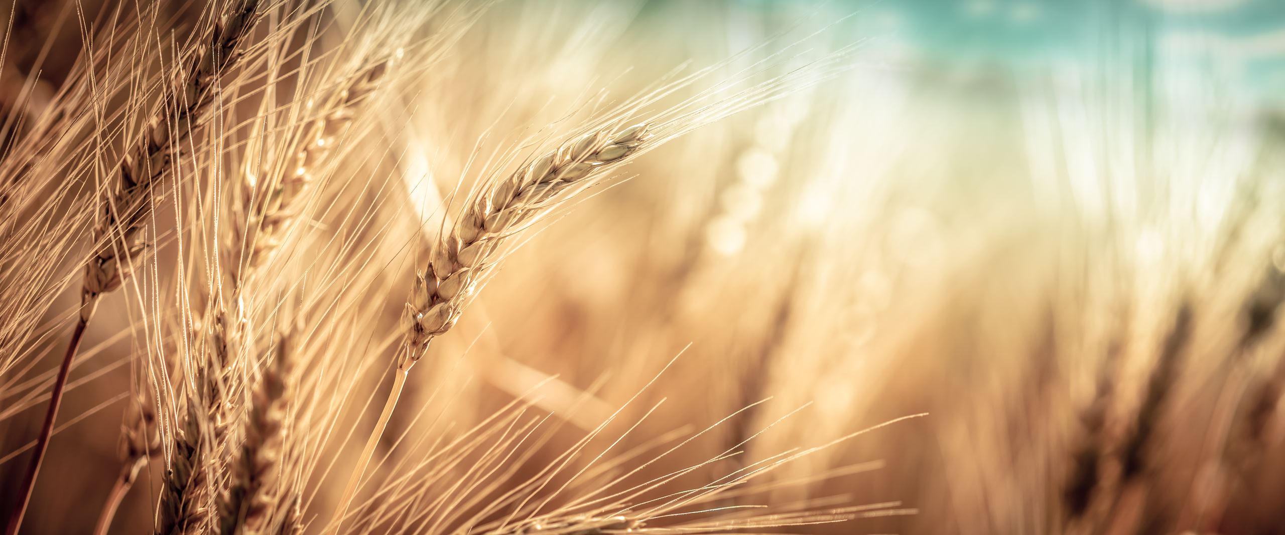 Wheat in a field