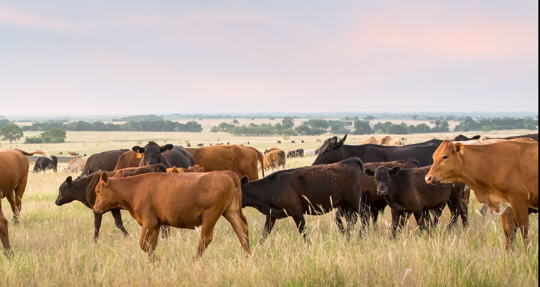 Cows standing in field